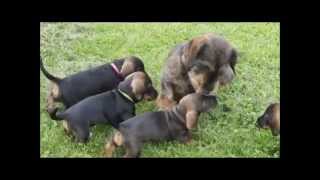 Wirehaired dachshund Tommy meets his 6weeksold puppies [upl. by Isidor495]