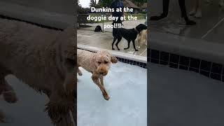 Doggie day at the pool dog puppy cuteanimal foryou goldendoodlelovers pets wolfloverequeorg [upl. by Narf]