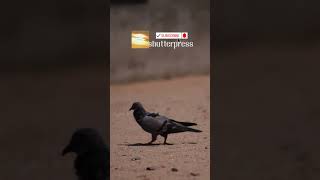 Majestic gait of wild pigeon pigeon shutterpresswildlife nature walking pigeon realpigeons [upl. by Ashli327]