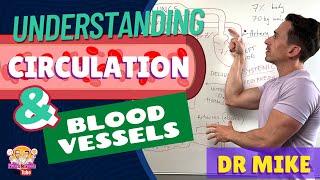 Understanding Circulation and Blood Vessels [upl. by Channa]