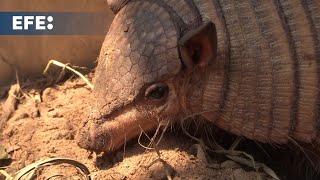 Animales silvestres y sus crías se ven afectados por los incendios forestales en Bolivia [upl. by Noiram355]