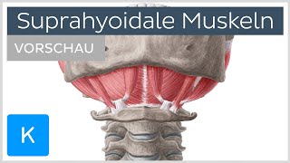 Suprahyoidale Muskulatur Vorschau  Anatomie des Menschen  Kenhub [upl. by Enelrats971]