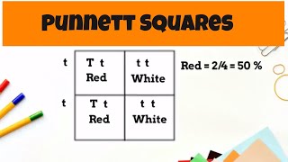 Punnett Square Basics  monohybrid cross [upl. by Felten297]