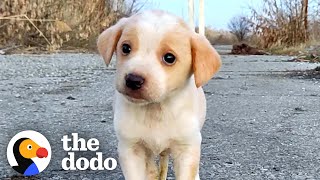 Puppy Found With Garbage Wouldnt Stop Shaking  The Dodo [upl. by Evette647]