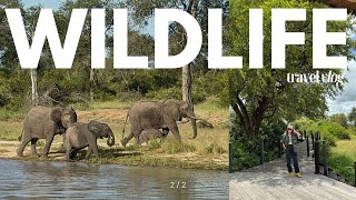 WILDLIFE South Africa vlog part 22 Safari Lodge Game Drives meet local villagers [upl. by Ycart]