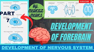 Development of Forebrain  Development of Diencephalon amp Cerebral Hemispheres  CNS Embryology [upl. by Pentheas]