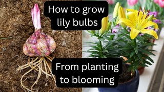 Grow Your Own Lilies In Just 99 Days 🌷 Growing lily bulbs indoors 🌺 planting lilies in pots [upl. by Ellehsor]