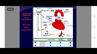 Farmacos adrenergicos 2da clase [upl. by Chastain]