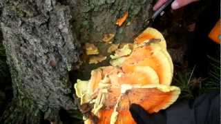 HARVESTING AND COOKING quotCHICKEN OF THE WOODSquotSULFER SHELF MUSHROOM [upl. by Namad]