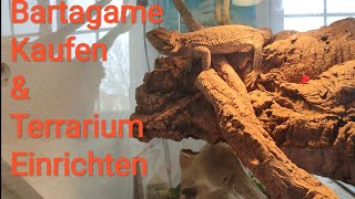 Bartagame Kaufen  Bartagamen Haltung  Terrarium Einrichten [upl. by Gerry]