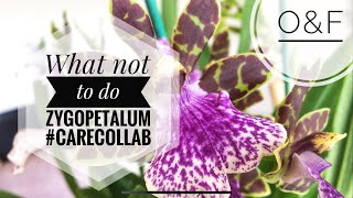 Zygopetalum Story CareCollab [upl. by Hubey]