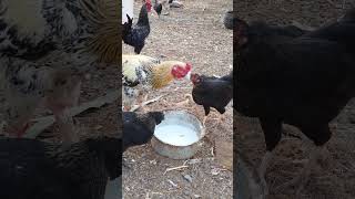 Will chickens drink milk youtube4animal cutest2animal chickens chicken youtubeshorts youtube [upl. by Llertnor]