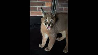 Caracal kitten valiantly defends their life caracalishche caracal floppa kitty swag [upl. by Jacklin]