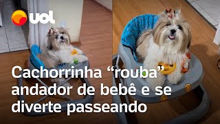 Cachorrinha ‘rouba’ andador de bebê e se diverte passeando veja vídeo [upl. by Ynner]