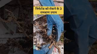 Control Nematodes in your terrace garden organicfarming terracegarden nematodes organicfarming [upl. by Enasus349]