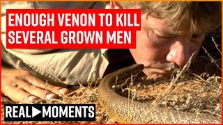 Steve Irwin Gets Licked By The Worlds Deadliest Snake  Real Moments [upl. by Gravante]