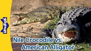 Nile Crocodile vs American Alligator  Differences between Crocodiles and Alligators  Little Fox [upl. by Alaekim]