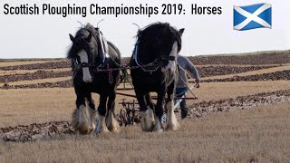 Scottish Ploughing Championships 2019 Horses on Sunday [upl. by Esilegna]