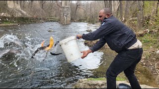 Stocking Trout in Pennypack Creek PhiladelphiaMontgomery Co Broll [upl. by Canfield392]