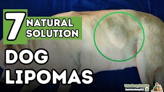 Dog Fatty Tumors How to Tell and Treat Lipomas At Home [upl. by Ahsiyt123]