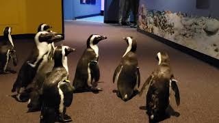 African Penguins Explore at Mystic Aquarium [upl. by Selda]