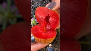 Fram fresh fruits cutting 19 fruit fruitcutting fruitsfarm farming fruitlover fruitslicing [upl. by Jezabella]