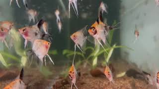 Pterophyllum scalare koi red devil  maanvis [upl. by Therese]