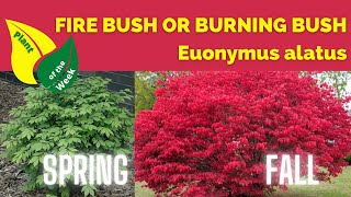 Fire Bush  Burning Bush  Euonymus alatus  Plant of the Week [upl. by Pozzy]