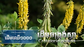 ដើមចង្ក្រង់ស្វា  Crotalaria pallida tree [upl. by Hera45]