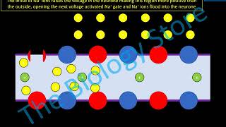 Nerve Impulses resting potential action potential and the synapse [upl. by Elag]