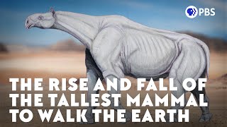 The Rise and Fall of the Tallest Mammal to Walk the Earth [upl. by Sackey]