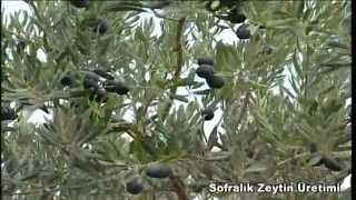 Sofralık Zeytin Üretimi [upl. by Red660]