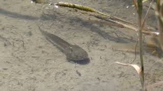 Various Tadpoles Swim around the Rice Paddy [upl. by Dwayne790]