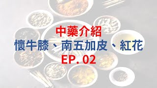 單方中藥介紹EP02 懷牛膝  五加皮  紅花 [upl. by Lapo]