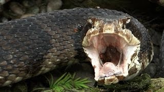 Cottonmouth vs Rattlesnake 02  Cottonmouth eats Rattlesnake  Time Lapse [upl. by Behnken]