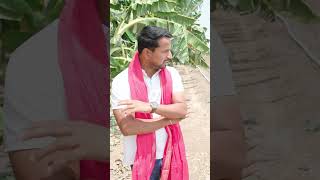 नीले केले की खेती देखो😱💯100 रु किलो से बिकता है ये केला🤑💰 indianfarmer shorts [upl. by Guadalupe300]