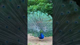 Beautiful95 Peacock video peacock viral nature moor peacockbeauty reelspeacocks part14 [upl. by Cressi]