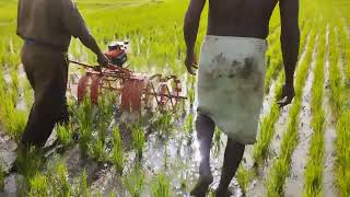 paddy weeder rs 13000 9787672239 melur madurai TN1 [upl. by Zat]