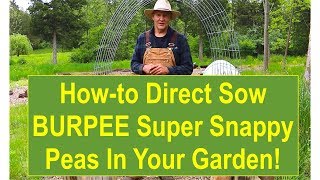 Basic Gardening Tips How To Direct Sow BURPEE Super Snappy Peas In Your Garden [upl. by Ennaesor]