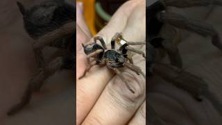 Mature Male Pygmy FireLeg Tarantula Kochiana Brunnipestarantulasoftheworld tarantula shorts [upl. by Younglove523]