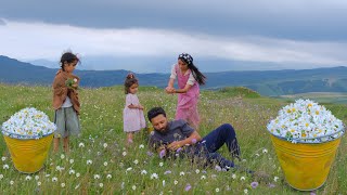 Winter Provision for the FamilyCollecting Chamomile from the MountainsMaking Jam and Chamomile oil [upl. by Gnivri961]