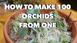 How to Make 100 Orchids From One Without Keiki Paste [upl. by Pippa]