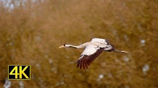 Kraniche im Flug cranes in flight 4K [upl. by Wind]