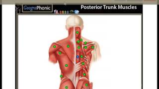 Posterior Trunk Muscles  Deltoid Rhomboid Major Internal Abdominal Oblique [upl. by Denbrook995]