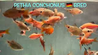 Pethia conchonius 🇩🇪 bred [upl. by Yauq]