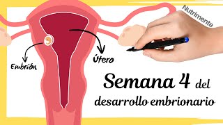 Cuarta Semana Del Desarrollo Embrionario Humano o semana 6 desde FUM FechaÚltimaMenstruación [upl. by Liam181]