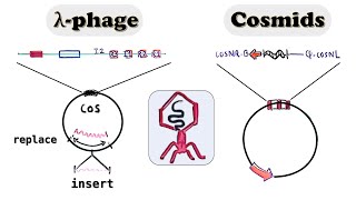 Lambda Phage and Cosmid cloning vector  spi phenotype and in vitro packaged lambda virus [upl. by Ylicec]