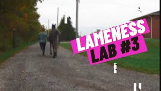 Lameness Lab 3 Is this horse lame Training your eye to see lameness By Equine Guelph [upl. by Doersten]