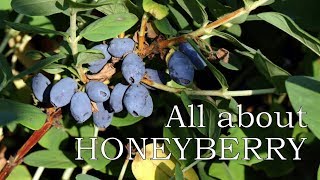 All you need to know about the honeyberry haskap [upl. by Palma]