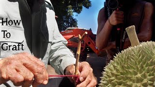 How to Graft Durian Hypocotyl Tutorial [upl. by Julee]